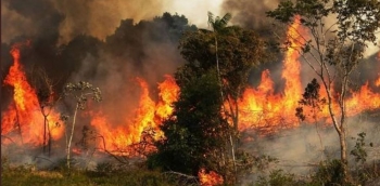 apopsilosi tropikou dasous amazonios 2