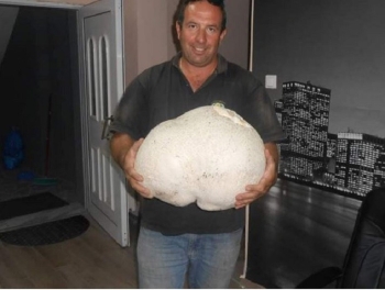 giantmushroom2