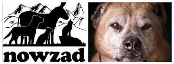 nowzad 1