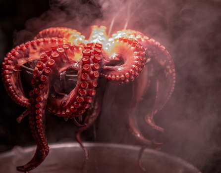 octopus2