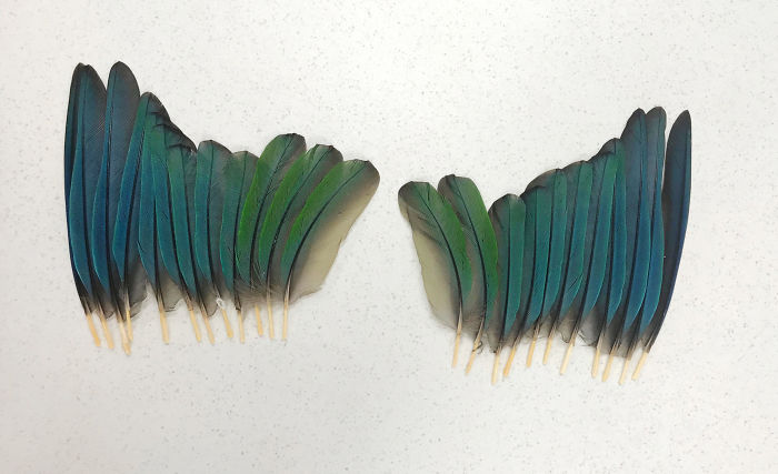 parrot prosthetic wings 1