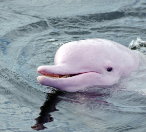 roz delfini3