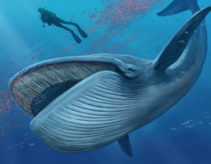 Οι μπλε φάλαινες επέστρεψαν έπειτα από 40 χρόνια στις ακτές της Ισπανίας, αλλά δεν πρέπει να χαιρόμαστε γι’ αυτό
