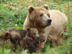 Βόλτα για αρκούδα και τα δύο μωρά της στο Δίκορφο Ζαγορίου