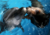 Φώκιες, δελφίνια και φάλαινες ζουν πλέον στον Τάμεση