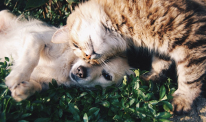 Η απόλυτη γιορτή φιλοζωίας «Bark in the Park» στο Ελαιόρεμα.