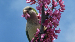 Πράσινα παπαγαλάκια πετούν ελεύθερα στον ουρανό της Θεσσαλονίκης