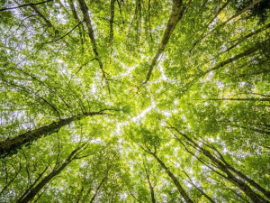 50 εκατ. δέντρα θα φυτέψει η Timberland ως το 2025