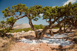 Εσύ θα ήθελες να υιοθετήσεις ένα μαστιχόδεντρο;