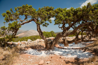 Εσύ θα ήθελες να υιοθετήσεις ένα μαστιχόδεντρο;