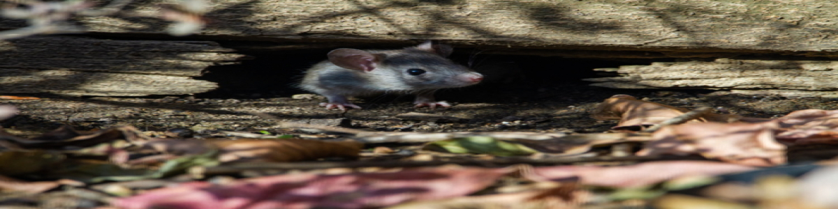 Στη Θεσσαλονίκη τα ποντίκια έρχονται από τα σιφόνια